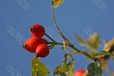 rose hip