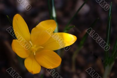 crocus