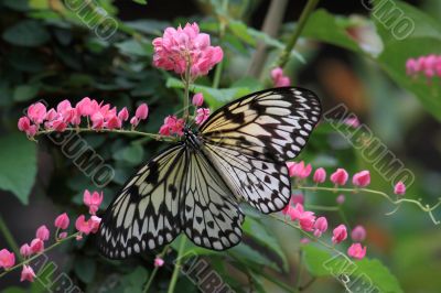 Rice Paper butterfly (Idea leuconoe)