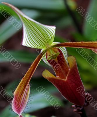 Paphiopedilum Orchid