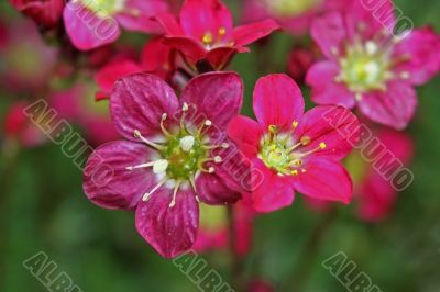 Red Mossy Saxifrage (Saxifraga arendsii)