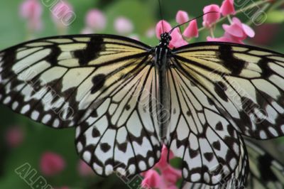 Rice Paper butterfly (Idea leuconoe)