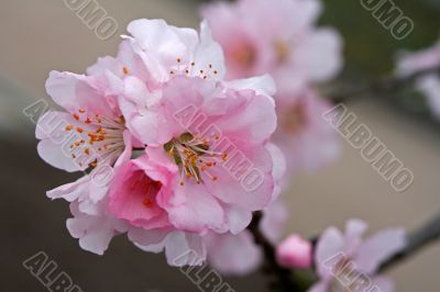 Almond (Prunus dulcis)