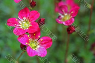 Red Mossy Saxifrage (Saxifraga arendsii)