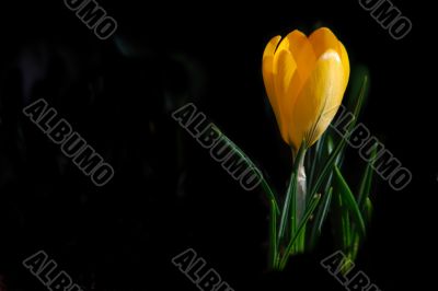 crocus