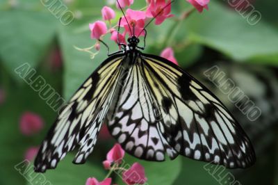 Rice Paper butterfly (Idea leuconoe)