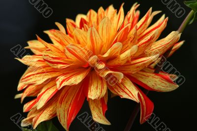 Dahlia