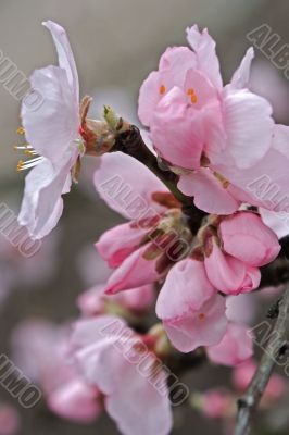 Almond (Prunus dulcis)