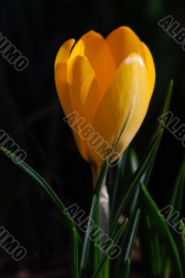 crocus