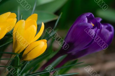 crocus