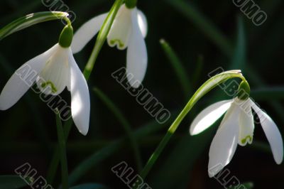 Snowdrop (Galanthus)