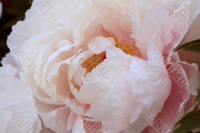 Paeony (Paeonia officinalis)