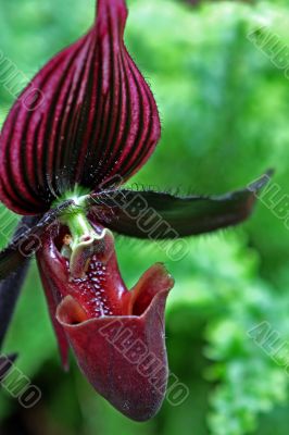 Paphiopedilum Orchid