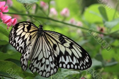 Rice Paper butterfly (Idea leuconoe)