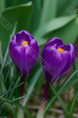 crocus