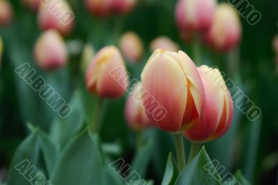 Tulips