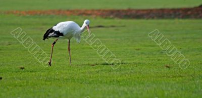 White Stork (Ciconia ciconia)