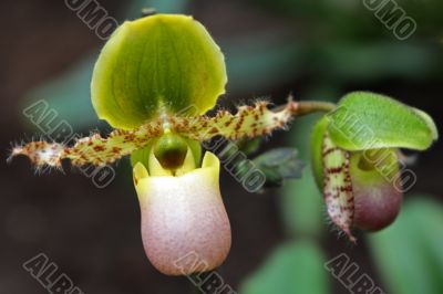 Paphiopedilum Orchid