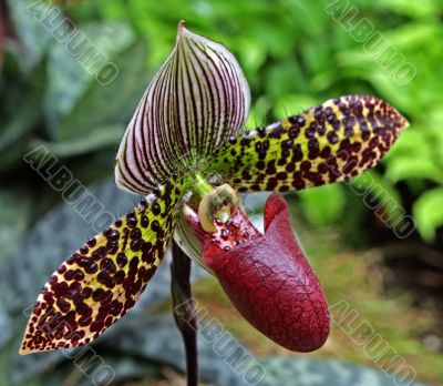 Paphiopedilum Orchid