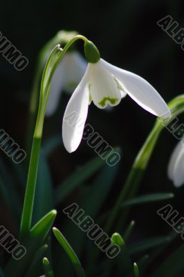 Snowdrop (Galanthus)