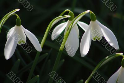 Snowdrop (Galanthus)
