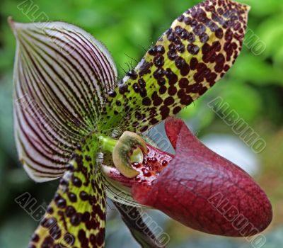 Paphiopedilum Orchid
