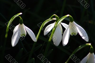 Snowdrop (Galanthus)