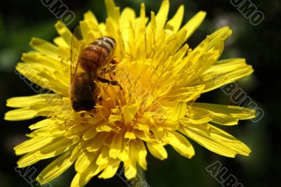 Bee on a Dandelion