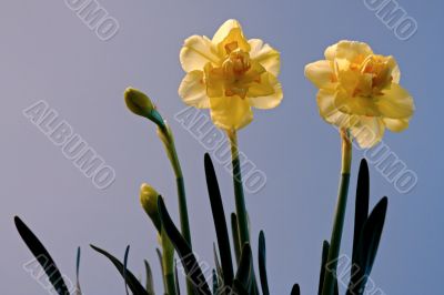 narcissus