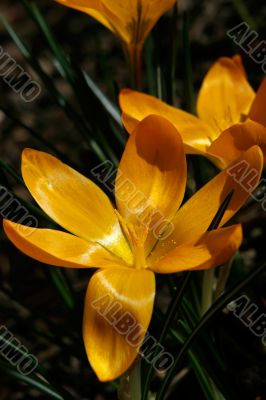 crocus