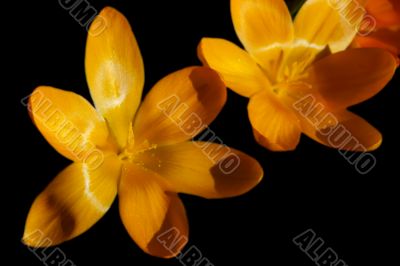 crocus