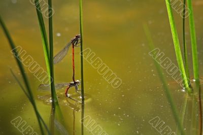Red Damselfly