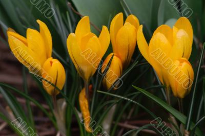 crocus