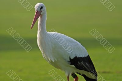 White Stork (Ciconia ciconia)