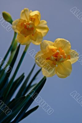 narcissus
