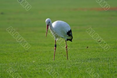 White Stork (Ciconia ciconia)
