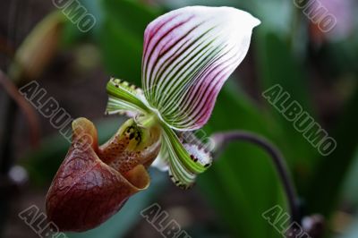 Paphiopedilum Orchid