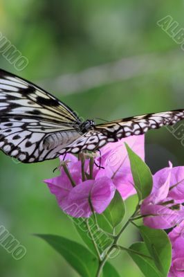 Rice Paper butterfly (Idea leuconoe)