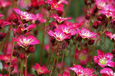 Red Mossy Saxifrage (Saxifraga arendsii)