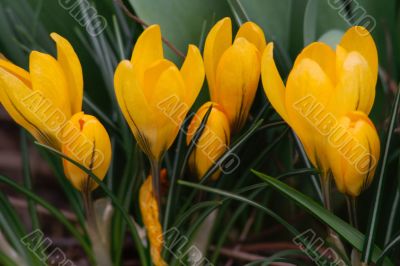 crocus