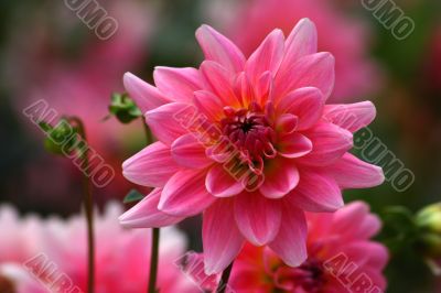 Dahlia