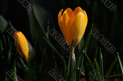 crocus