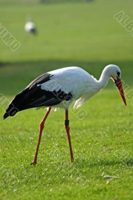 White Stork (Ciconia ciconia)