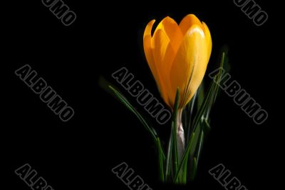 crocus