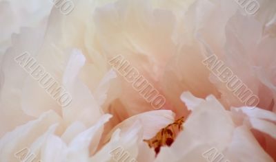 Paeony (Paeonia officinalis)