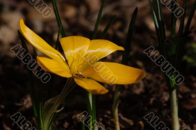crocus