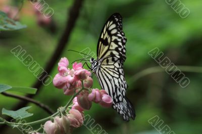 Rice Paper butterfly (Idea leuconoe)