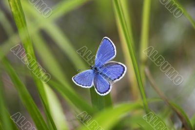 Plebeius Argus Plebeius Argus
