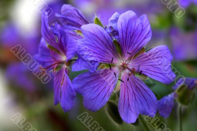 Geranium