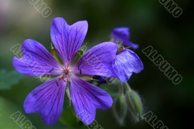 Geranium Geranium